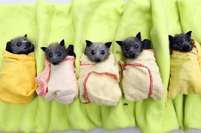 Baby bats babble, as like as human babies