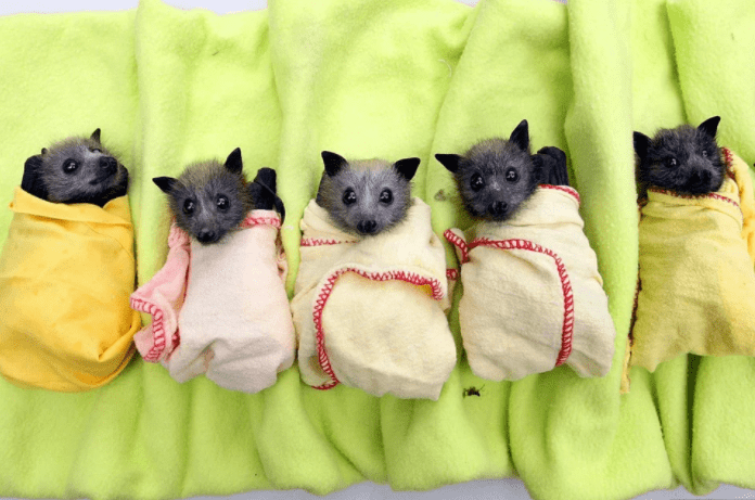 Baby bats babble