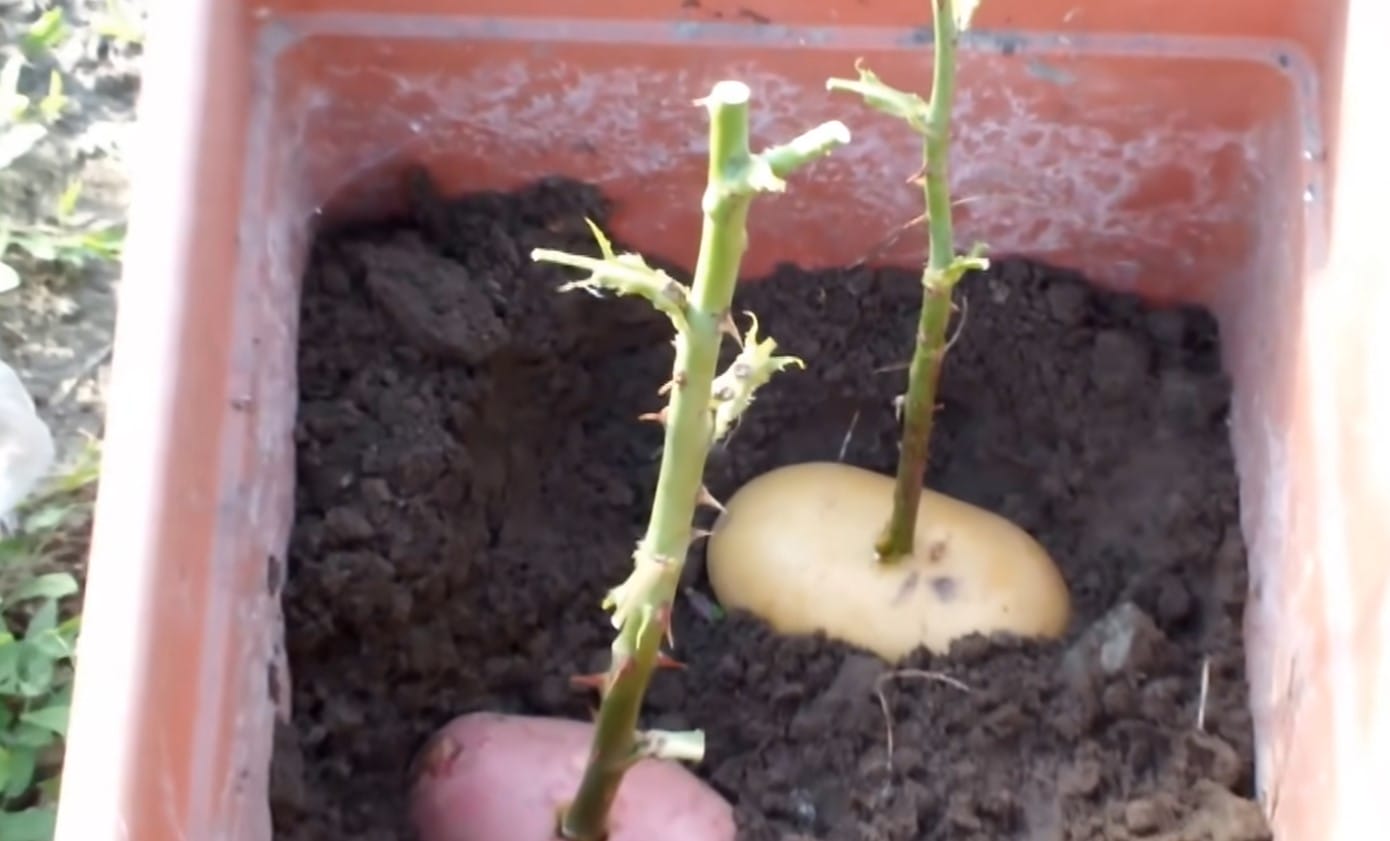 rose stem into a potato