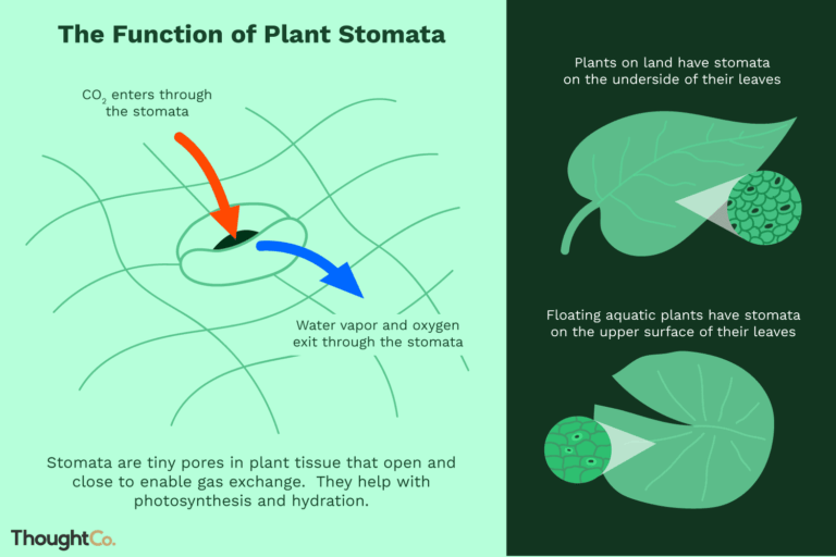 The Role Of Stomata In Vascular Plants (Explained)