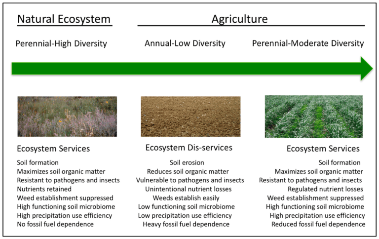 What’s The Role Of Perennials In Ecosystem Conservation?