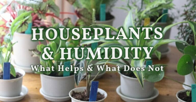 Can Houseplants Adapt To Different Humidity Levels?