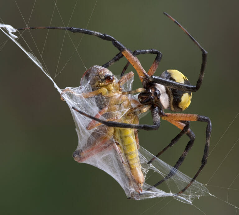 How Do Moths Avoid Getting Caught In Spider Webs?