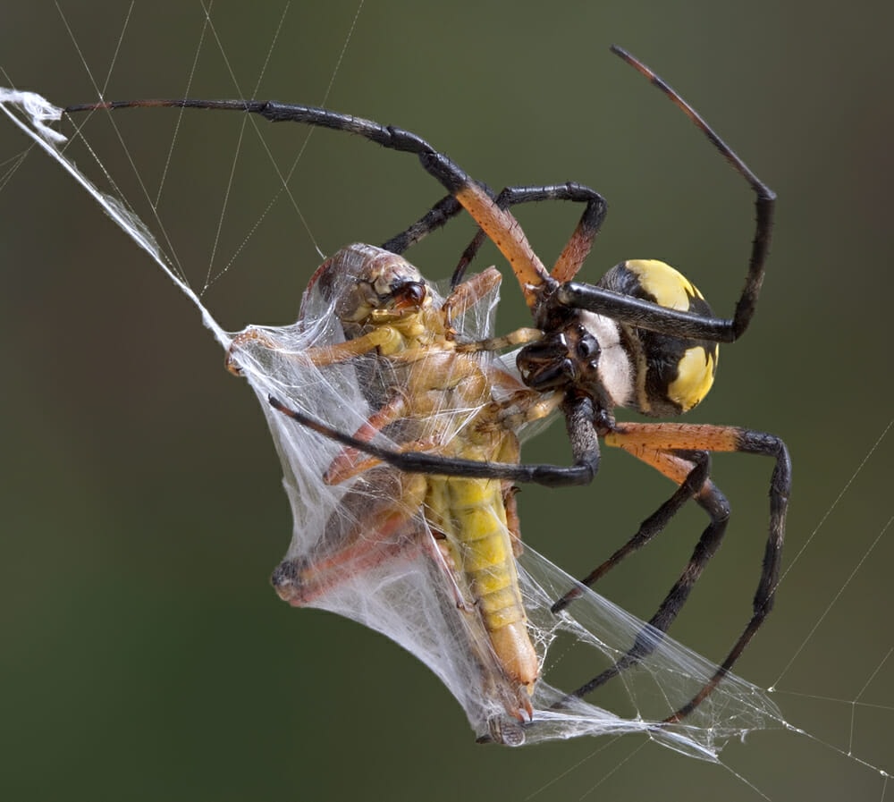 How Do Moths Avoid Getting Caught In Spider Webs?