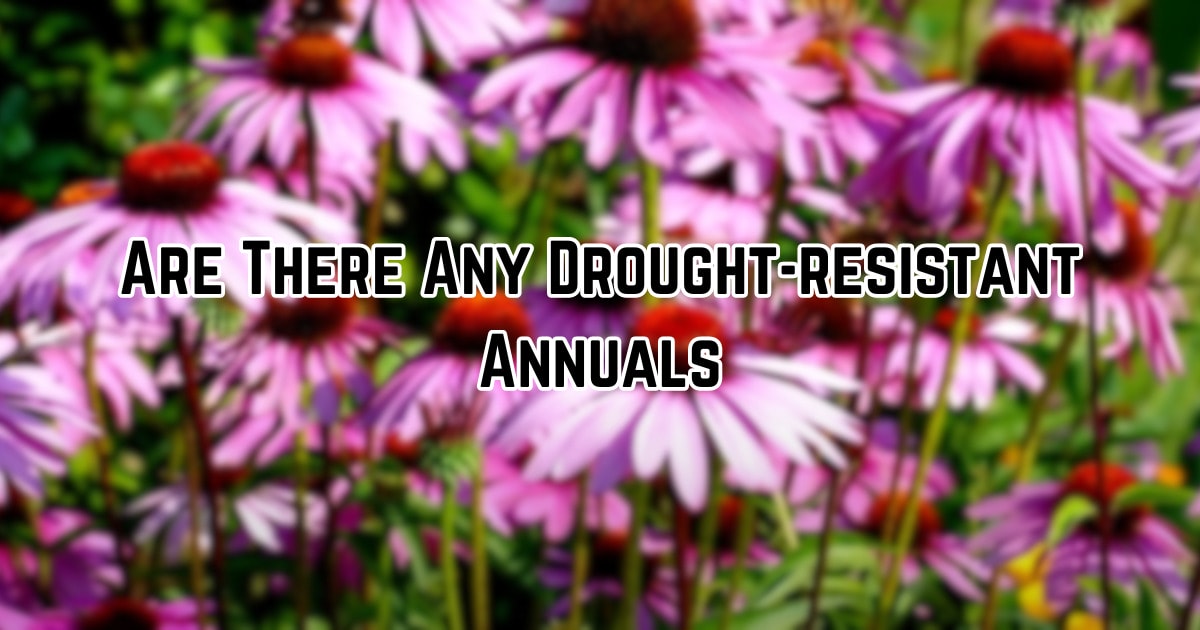 Are There Any Drought-resistant Annuals