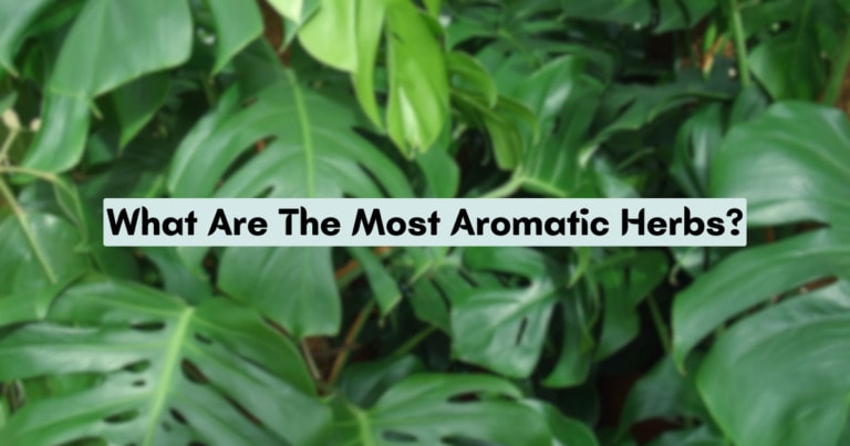 What Are The Most Aromatic Herbs?