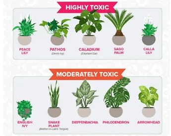 Are There Any Toxic Houseplants To Be Aware Of?
