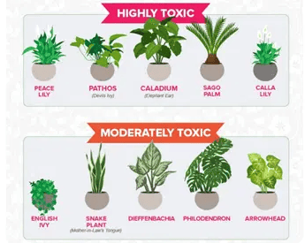 Are There Any Toxic Houseplants To Be Aware Of