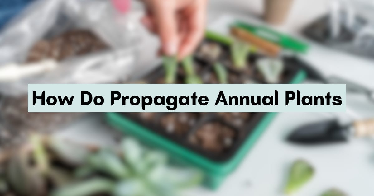 How Do Propagate Annual Plants